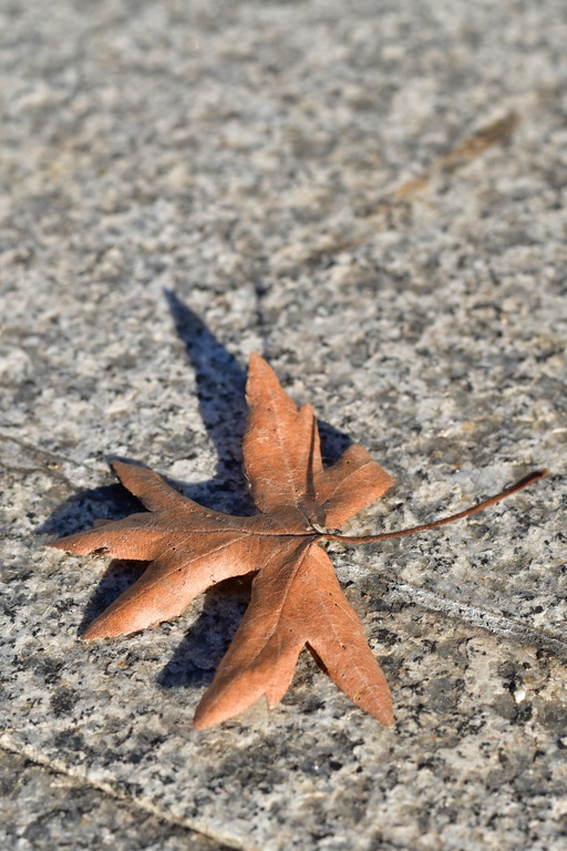 2018-12-07 France/Aix-Les-Bains/DSC_7759.JPG